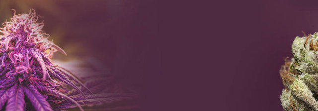 8 Tips for Growing God’s Gift Marijuana [Grower’s Guide]