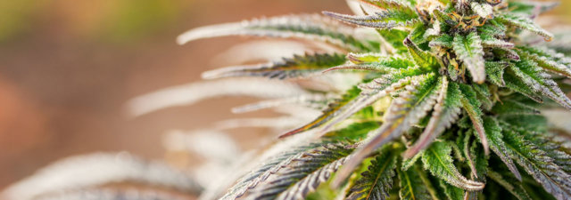 8 Tips for Growing Hindu Kush Marijuana [Grower’s Guide]
