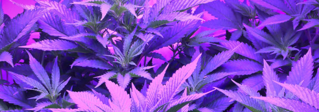 8 Tips for Growing Purple Urkle [Grower’s Guide]
