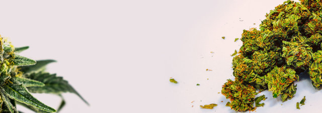 8 Tips for Growing Skywalker OG Marijuana [Grower’s Guide]