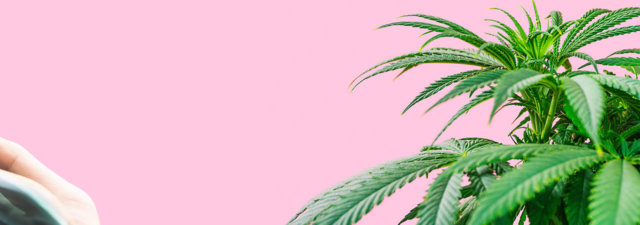 8 Tips for Growing Sunset Sherbet Marijuana: Practical Guide