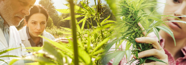 8 Tips for Cultivating White Fire OG Cannabis