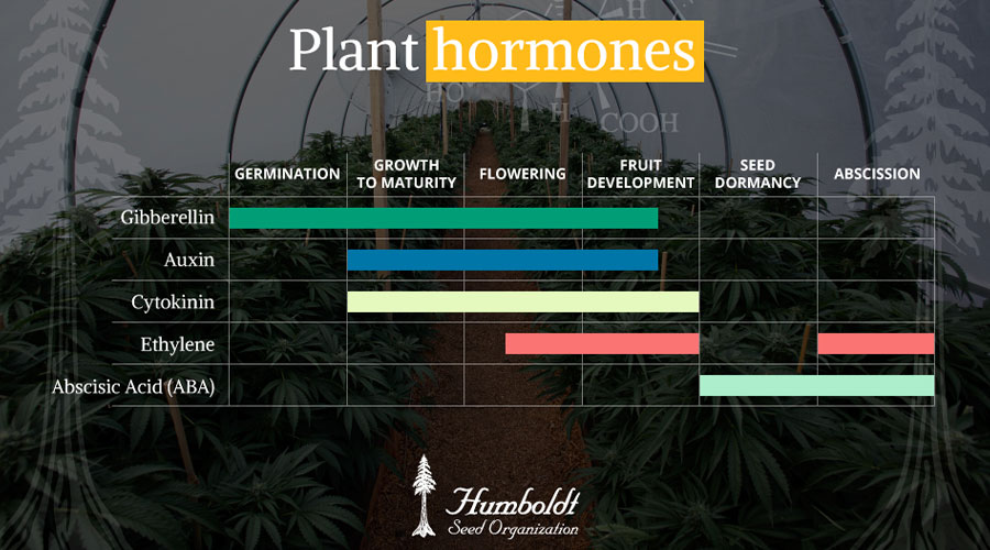 plant growth regulators (pgrs) in weed: what you need to know!