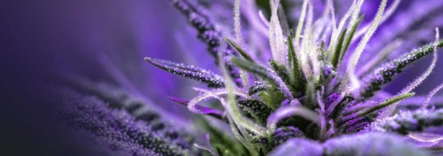 Hot Tips for Growing the LSD Marijuana Strain