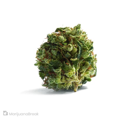 The Complete Ghost OG Strain Review The Complete Ghost OG Strain Review