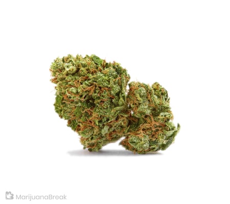 Key Lime Pie Marijuana Strain (Complete Review)