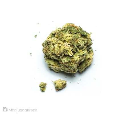 Lemon Meringue Strain [Origins, Benefits, Cannabis Grow Info]