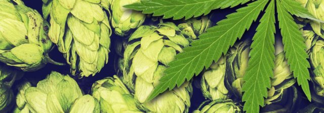 The Surprising Connection of Beer and Cannabis