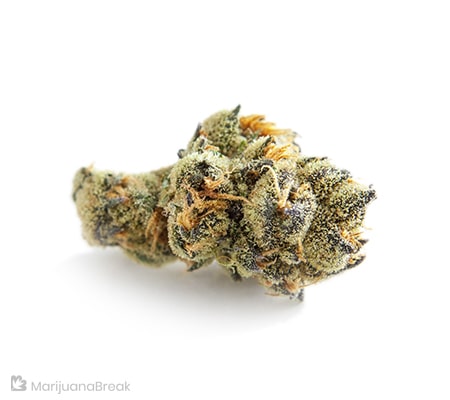 Sin City Kush Strain Review