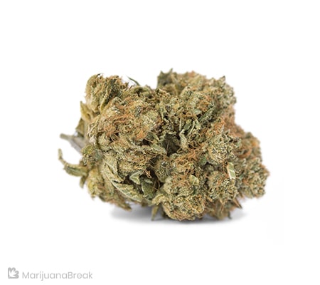 White Rhino Marijuana Strain Review + Guide