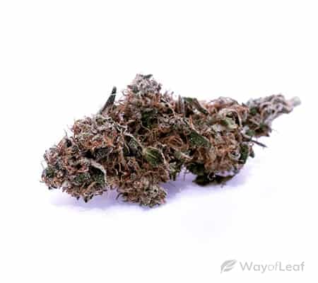 Candyland Cannabis Strain Review | Taste, Growing, & More