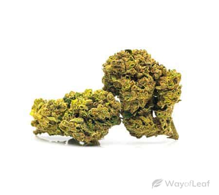 Tangie Marijuana Strain Review