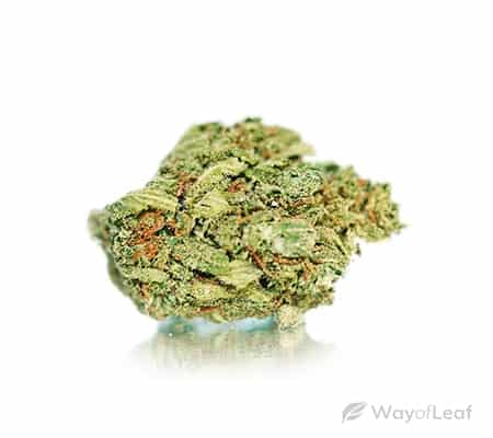 “The White” Marijuana Strain Review