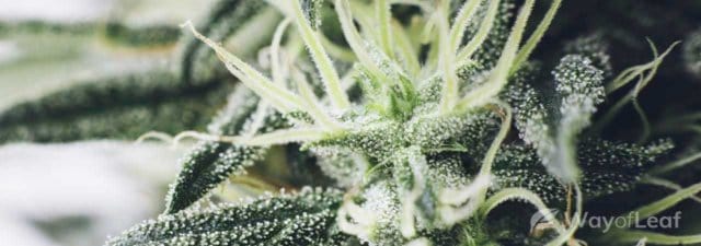 8 Mega Tips for Growing Platinum GSC (Girl Scout Cookies)