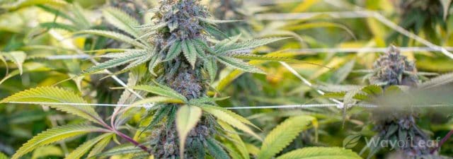 8 Tips for Growing Blackberry Kush Cannabis: Grower’s Guide