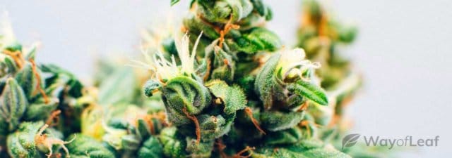 8 Tips for Growing the Maui Wowie Marijuana Strain: Growing Guide