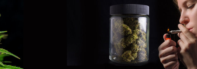 8 Tips for Cultivating Cinderella 99 Marijuana: Growing Guide