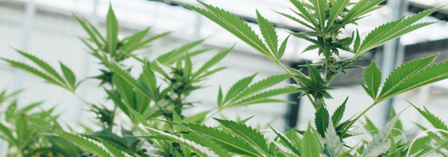 How to Set Up a Greenhouse for Weed