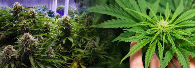 Dispensary Marijuana Versus Growing Your Own