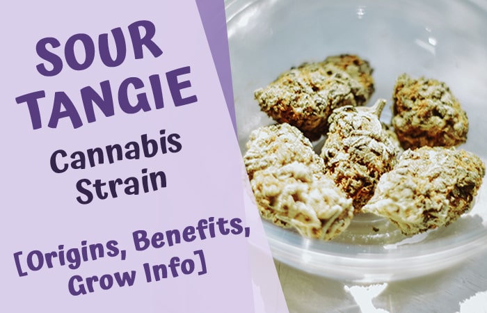 sour tangie cannabis strain 
