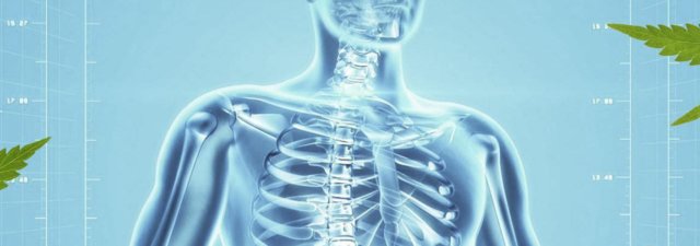 How Long Does CBD Stay in Your System? [Answered]