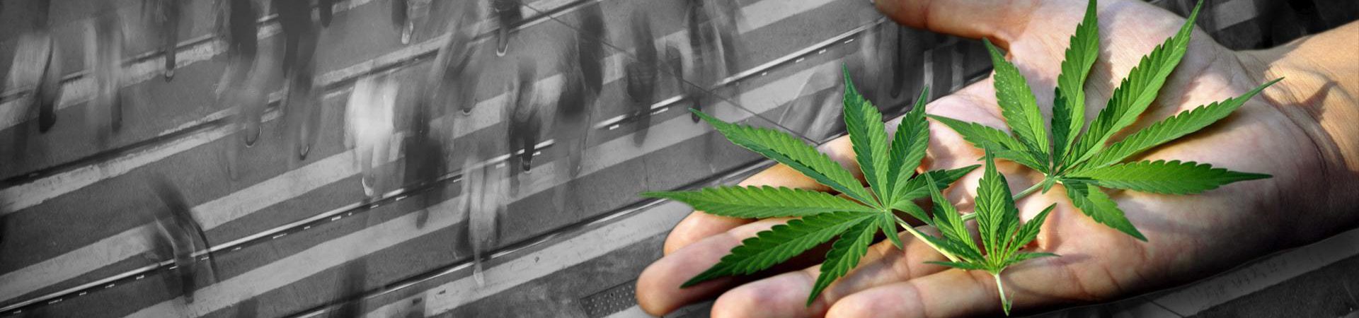 wayofleaf.com