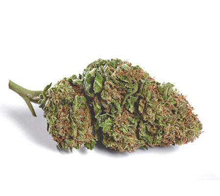 Sour OG Marijuana Strain Review Sour OG Marijuana Strain Review