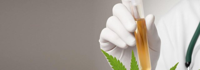 Synthetic Urine: Everything You Need to Know and More