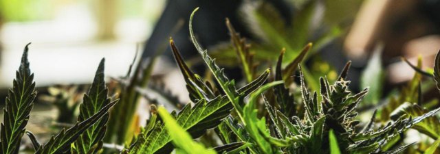 What Is a Marijuana Co-Op, and Is There One Near You?