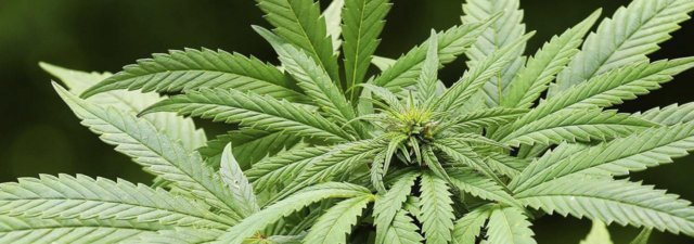 What Is Ditch Weed, and Is It Any Good?