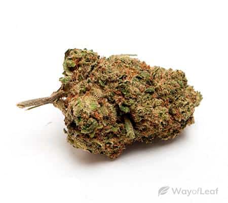 Blackberry Fire (Cannabis Strain Review)
