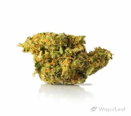 THC Bomb (Cannabis Strain Review) THC Bomb (Cannabis Strain Review)