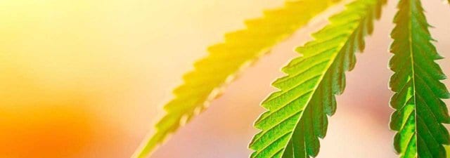 8 Tips for Growing Agent Orange Cannabis: Grower’s Guide