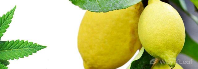 8 Tips for Growing Lemon Skunk Cannabis: Grower’s Guide