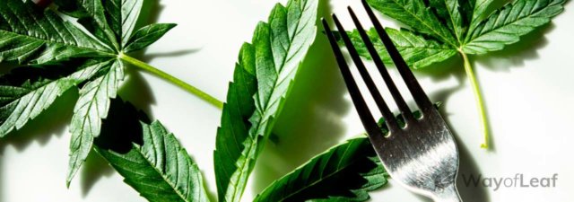Can You Eat Raw Marijuana? The Answer Is…