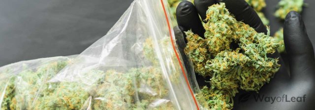 How Many Grams Are in an Ounce of Marijuana? [Exact Answer]