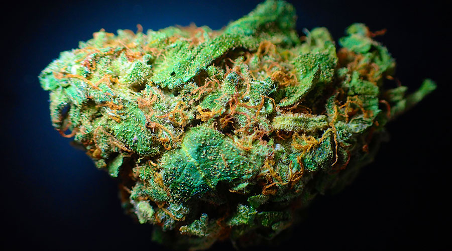 banner-sunset-sherbet-marijuana-srain-image-1