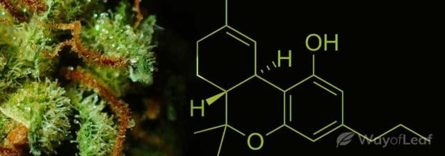THCV: The Complete Guide to Tetrahydrocannabivarin