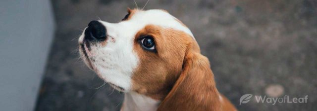 What Is the Best CBD Oil Dosage for Dogs? [ANSWERED]