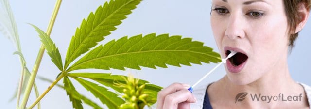 How to Pass a Mouth Swab Drug Test [Complete Guide]