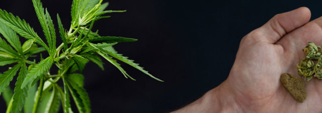 What Is Kind Bud? Also Known as “Kine”