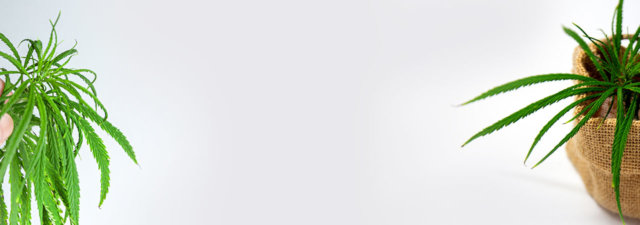 Cannabis Basics: What Is Sinsemilla Weed?