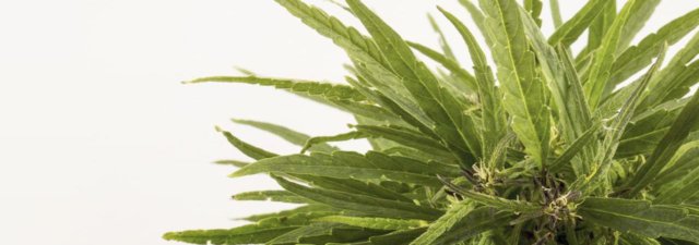 5 SWEET Cannabis Strains You Need to Try!