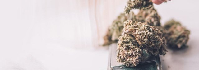 Cannabis Jobs – Here Are The Top 10 Highest-Paying Positions