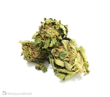 Pink Lemonade Cannabis Strain Review