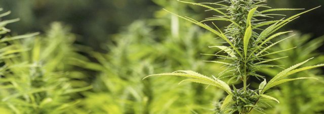 Did You Know That These 5 Plants Were Related to Marijuana?