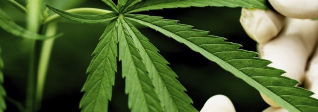 What Exactly Is “Endo Weed?”