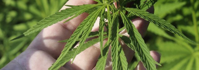 What Is Cannabis Ruderalis – And How Is It Different?