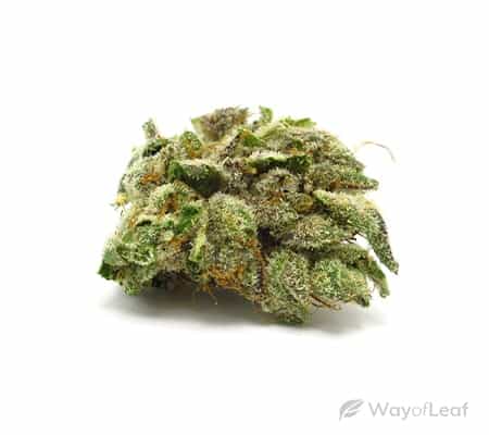 Jack Flash (Cannabis Strain Review)