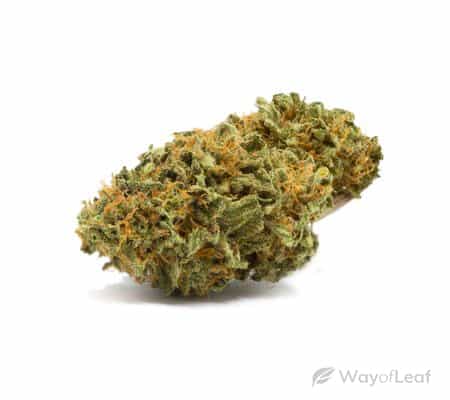 Papaya Cannabis Strain Review